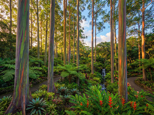 小马拉大车植物视频教程