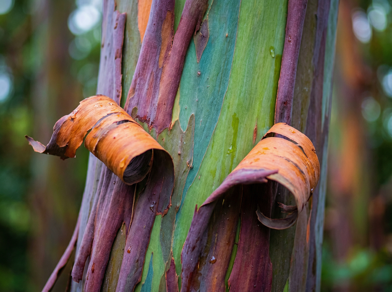 小马拉大车植物MV视频