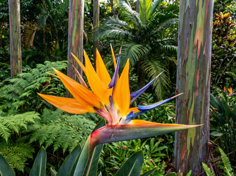 小马拉大车植物视频幕后花絮