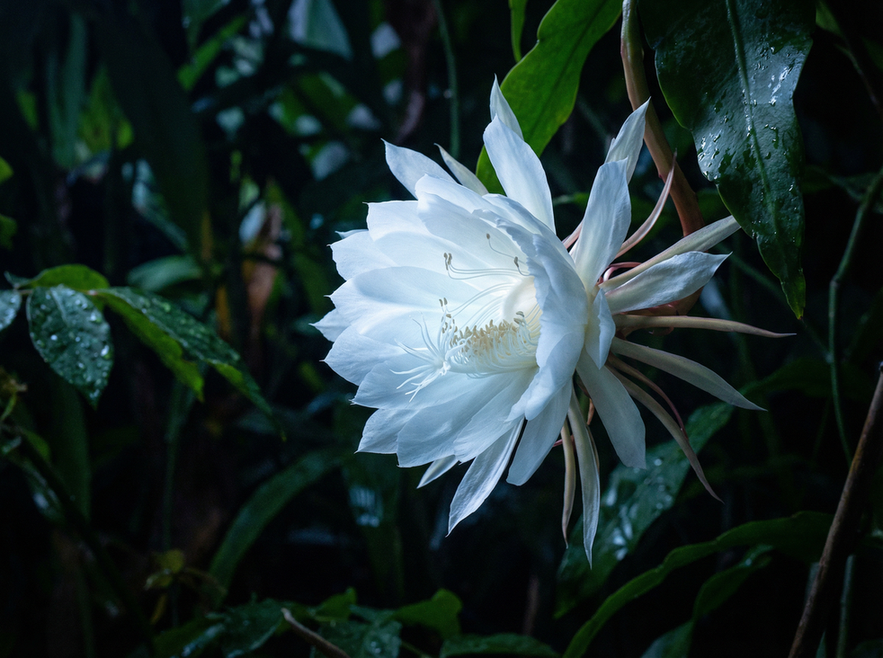 小马拉大车植物短视频
