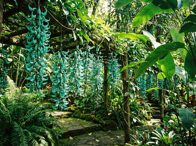 小马拉大车植物保护视频